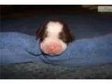 Cooper (Sale Pending-Texas)