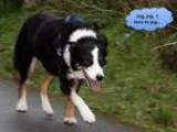 Adopt Bea a Border Collie