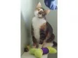 Adopt Chloe  Supermodel a Calico or Dilute Calico Calico (short 