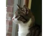 Adopt Sophie a Brown Tabby Domestic Shorthair  Mixed (short coat