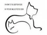 Adopt Moses a Shepherd Shepherd