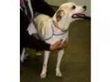 Adopt Sparkles a Pointer