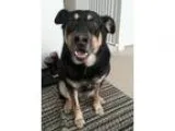 Adopt Koby a Black - with Tan Yellow or Fawn Shepherd (Unknown T