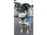 ADJUSTABLE MESH PET BARRIER FOR DOGS OR CATS