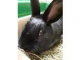 Adopt Jasmine a Black Dwarf  Mixed (short coat) rabbit in Edinbu
