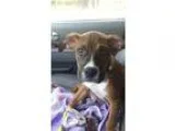 Adopt Jett a BrownChocolate - with White Boxer  Mixed dog in Wes