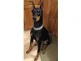 Adopt Briggsley a Doberman Pinscher