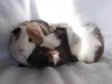 Adopt Daffodil and Daisy a Abyssinian Short-haired