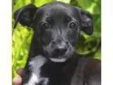 Adopt Mulan a Black - with White Labrador Retriever  Spaniel (Un