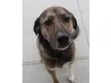 Adopt Jimminey a German Shepherd Dog