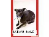 Adopt batman a Black - with White Boston Terrier  Dachshund  Mix