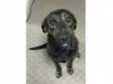 Adopt Cleo a Australian Cattle Dog (Blue Heeler)