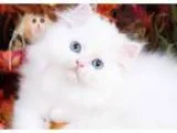 BABY CLOTHES NEW BORN and UP
