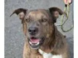 Adopt Belle a Mastiff