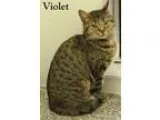 Adopt Violet a Tiger Striped Domestic Shorthair (short coat) cat