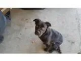 Adopt Peanut a Border Collie