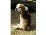 Adopt Stewart a Tricolor (TanBrown and Black and White) Beagle  