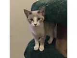 Adopt Shamrock a Cream or Ivory Domestic Shorthair (short coat) 