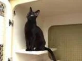 Adopt Lucky Girl a All Black Domestic Shorthair  Mixed (short co