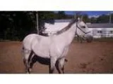 Adopt Skippy a TanYellowFawn - with White Terrier (Unknown Type