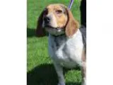 Adopt Patrick a Beagle