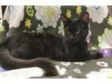 Adopt Kitten 13074 a All Black Domestic Longhair (long coat) cat