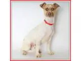 Adopt Goji Berry a Australian Cattle Dog (Blue Heeler) Dachshund