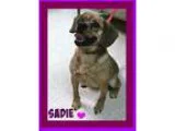 Adopt Sadie a Pug Beagle