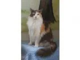 Adopt Mazy a Calico or Dilute Calico Calico  Mixed (long coat) c