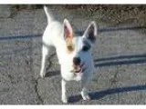 Adopt Macie a Jack Russell Terrier