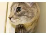 Adopt CONDO 30 PURRDO a Tortoiseshell Siamese (short coat) cat i