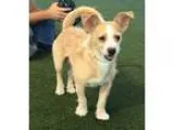 Adopt Gordon Biersch a Jack Russell Terrier (Parson Russell Terr