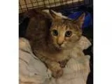 Adopt Bonnie a Brown Tabby Calico (short coat) cat in Ringgold G