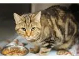 Adopt Abby a Domestic Short Hair