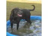 Adopt ARES a Australian Cattle Dog (Blue Heeler) Labrador Retrie