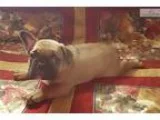 Ukas French Bulldog Puppy