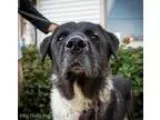 Adopt Corin a White - with Black Great Pyrenees  Akita  Mixed do