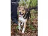 Adopt Squirt a Beagle