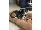 Adopt Lexie a Jack Russell Terrier