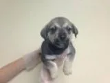 Adopt Whitney a Shepherd Basset Hound
