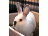 Adopt Clover a Californian