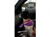 Adopt Country Presley a Shih Tzu