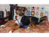 Adopt Wyatt2 a Shepherd