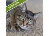 Adopt Adam a Domestic Short Hair