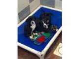 DYLAN - Male Domestic Shorthair Mix