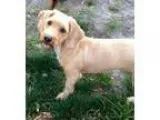 Adopt Meg a Dachshund Poodle