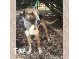 Adopt Taz a Shepherd