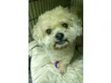Adopt Rudy a White - with Tan Yellow or Fawn Shih Tzu  Mixed dog