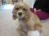 Adopt Katie a Cocker Spaniel