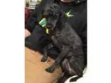 Adopt Kirby a Poodle